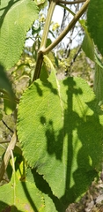 Lippia substrigosa