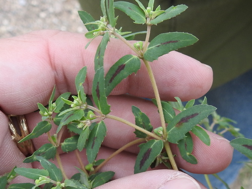 Image of Euphorbia rayturneri by (c) Sam Kieschnick, some rights reserved (CC BY)