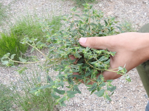 Image of Euphorbia rayturneri by (c) Sam Kieschnick, some rights reserved (CC BY)