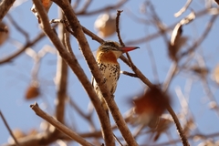 Nystalus maculatus