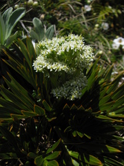 Aciphylla similis