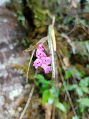 Isochilus bracteatus