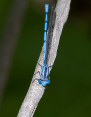 Argia lacrimans