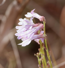 Lobelia brevifolia