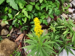Solidago pringlei