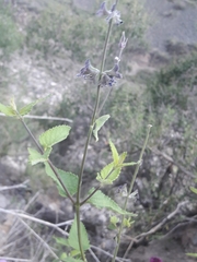 Salvia cuspidata