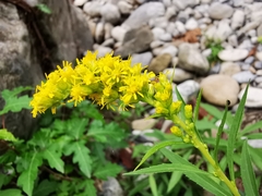 Solidago pringlei