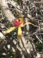Caladenia pectinata