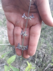 Salvia cuspidata