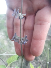 Salvia cuspidata