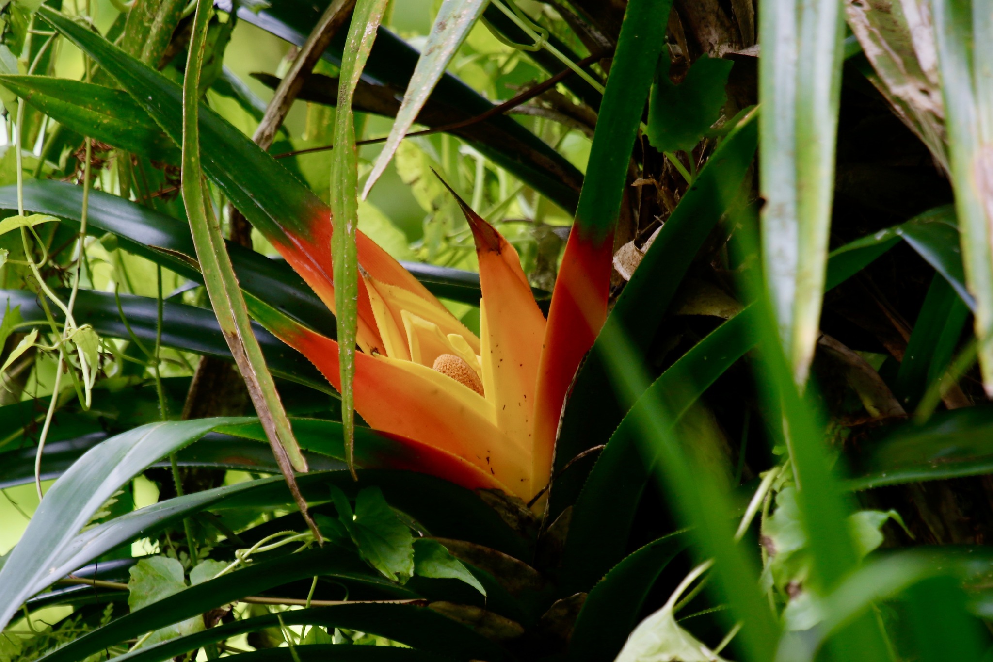 Freycinetia reineckei