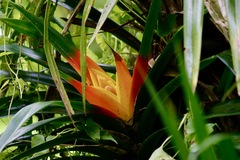 Freycinetia reineckei