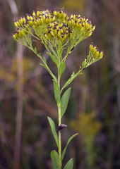 Solidago ohioensis