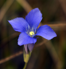 Gentianopsis virgata
