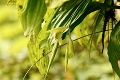 Coelogyne lycastoides