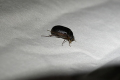 Serica atracapilla