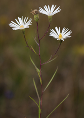 Symphyotrichum boreale