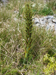 Aciphylla crenulata