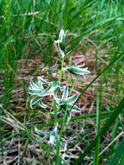 Ornithogalum boucheanum