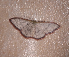 Idaea coercita