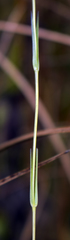 Gentianopsis virgata