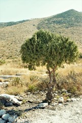 Juniperus flaccida
