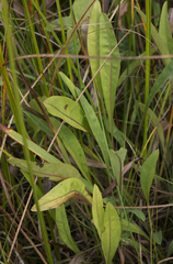 Solidago ohioensis