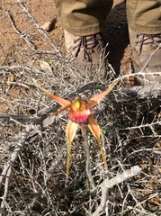 Caladenia pectinata