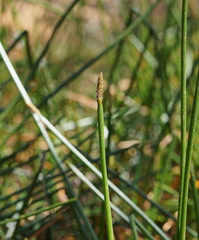 Eleocharis sphacelata