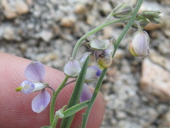 Hebecarpa barbeyana