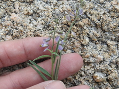 Hebecarpa barbeyana