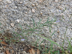 Hebecarpa barbeyana