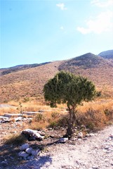 Juniperus flaccida