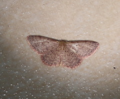 Idaea trissorma