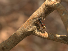 Myrmecia chrysogaster