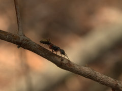 Myrmecia chrysogaster