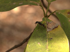 Myrmecia chrysogaster