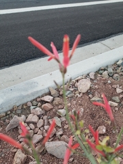 Justicia californica