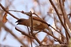 Agelaioides fringillarius