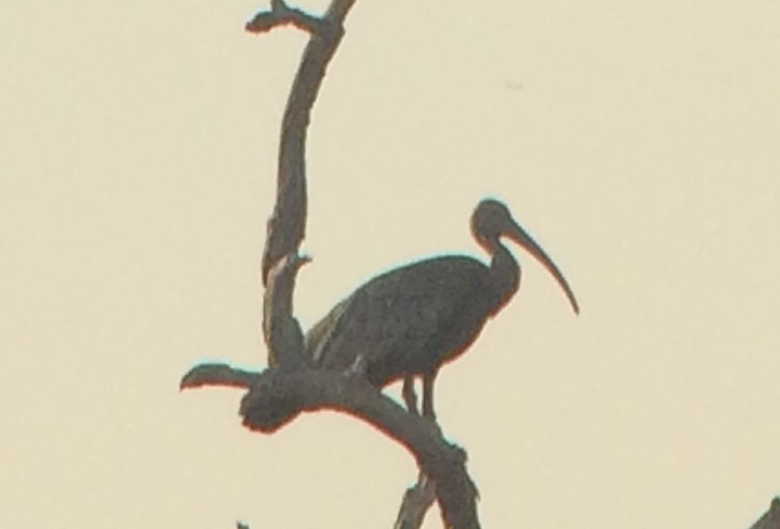 Giant Ibis illustration