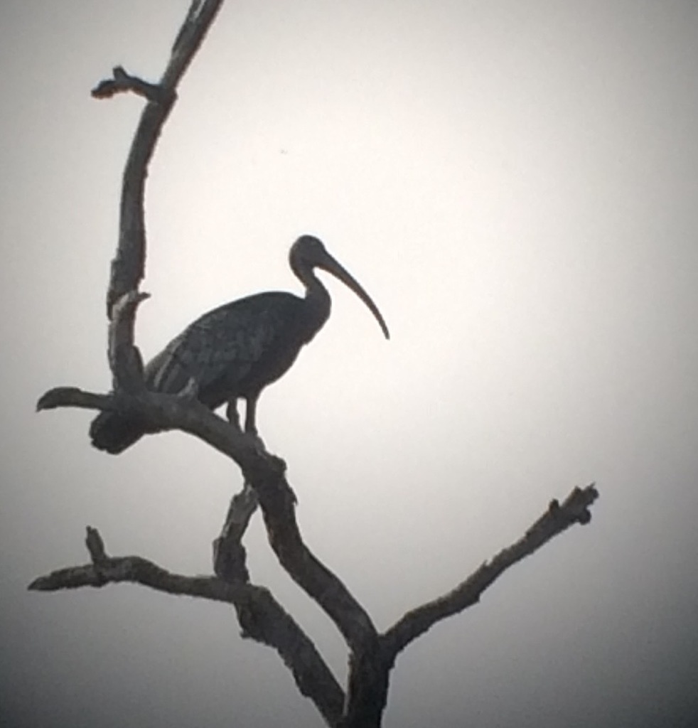 Giant Ibis