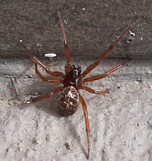 Steatoda nobilis image