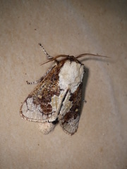 Mecytha fasciata