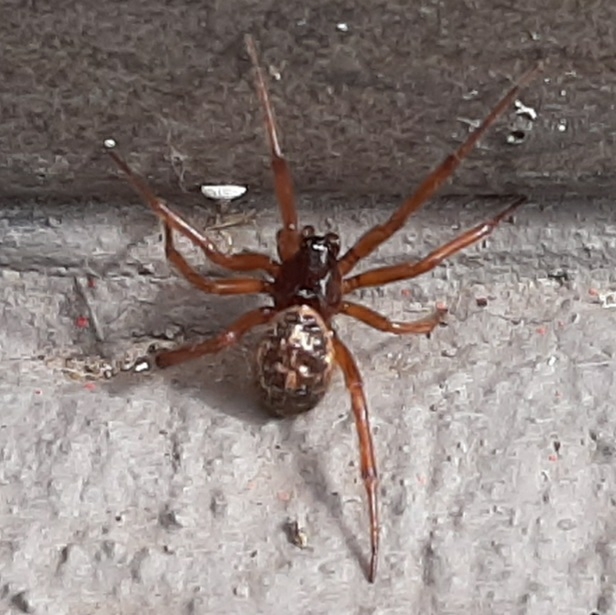 Steatoda nobilis image