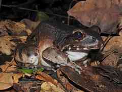 Leptodactylus knudseni