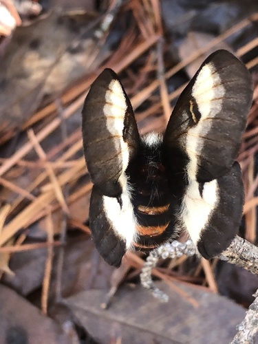 Eastern Buck Moth