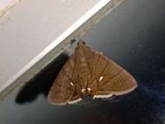Dyomyx egista