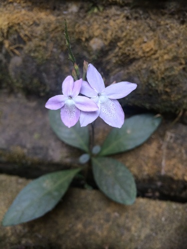 Pseuderanthemum latifolium, photograph 3
