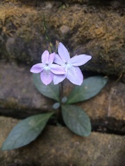 Pseuderanthemum latifolium