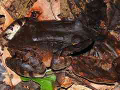 Leptodactylus knudseni
